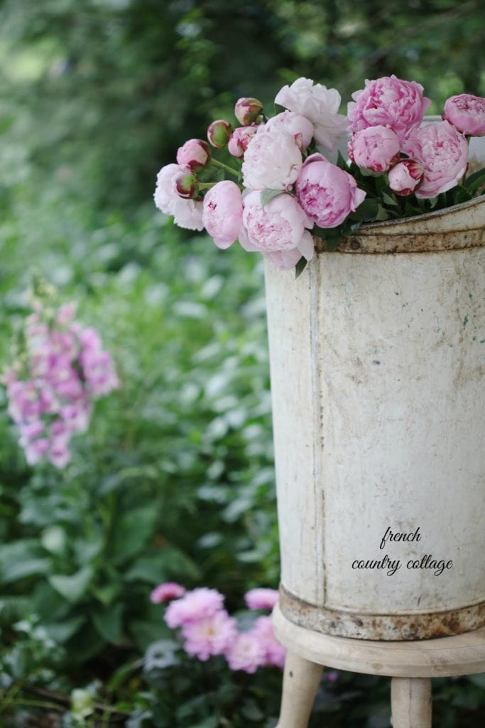 Peonies in a painted bucket outdoors