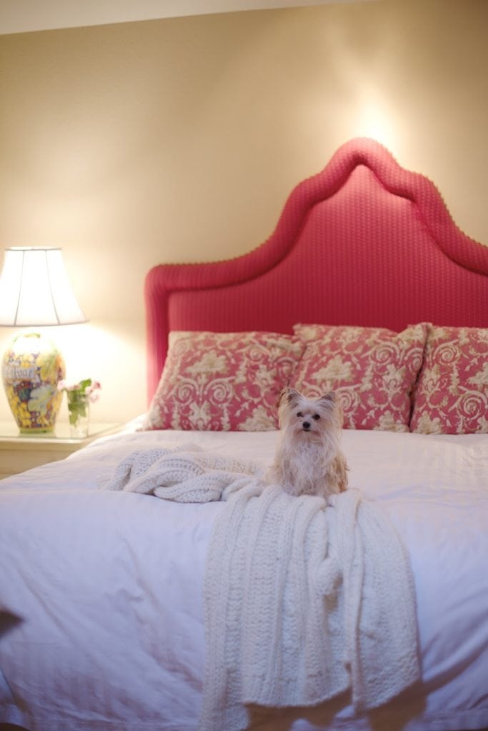 white bedding and coral headboard with dog on bed