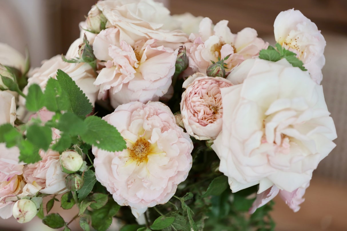 Grace Rose Farm & 5 Beautiful Bouquets & Books Giveaway French