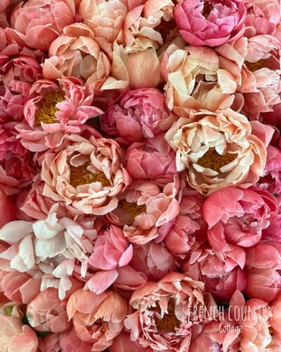 Coral Peonies