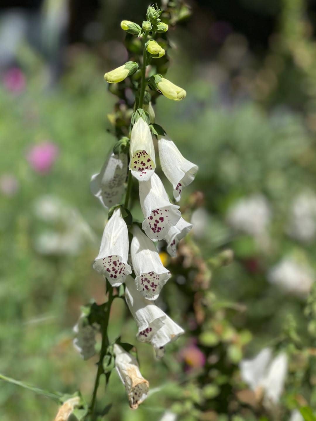 Cottage Gardening: All About Foxgloves in the Garden - French Country ...