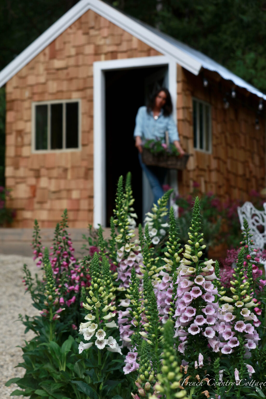 Cottage Gardening: All About Foxgloves in the Garden - French Country ...