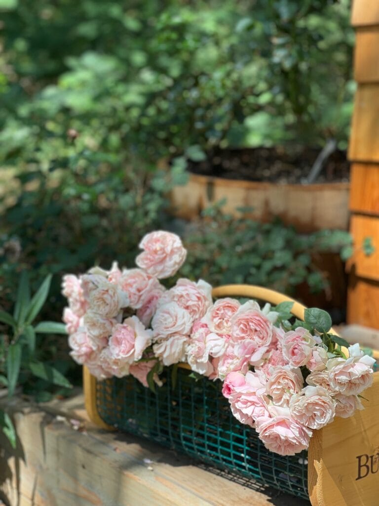 All Dressed Up Garden Roses in basket