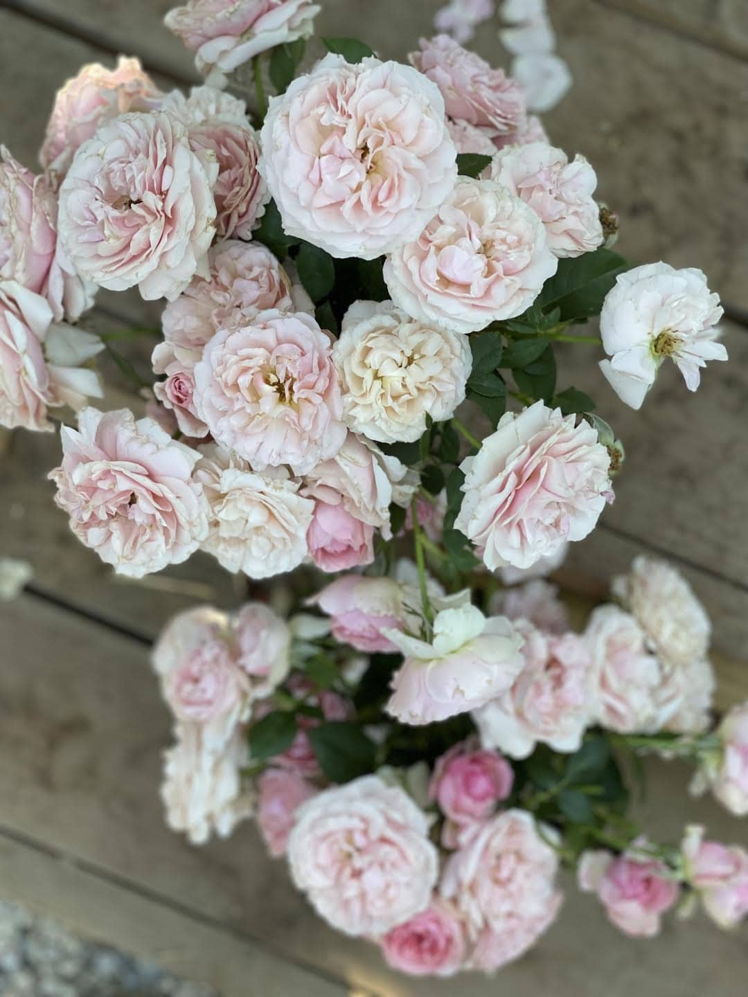 Garden Roses & How to Keep Deer from eating them French Country Cottage