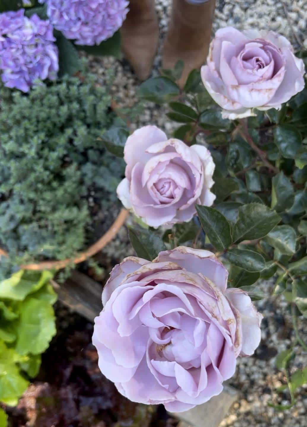 Garden Roses & How to Keep Deer from eating them French Country Cottage