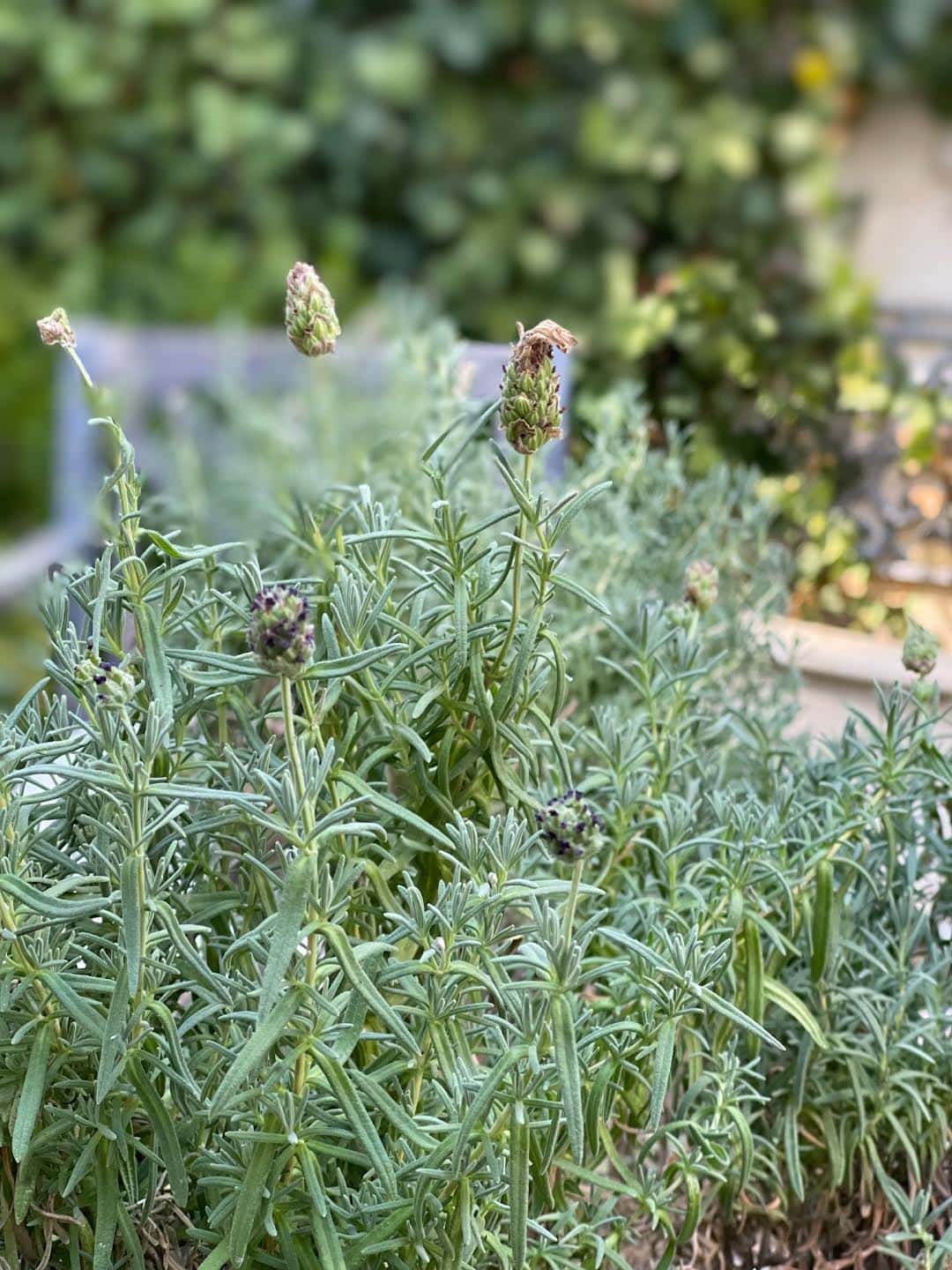 Topiary Love how to care for topiaries French Country Cottage