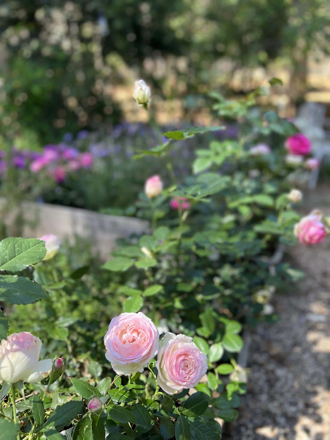 Eden Roses French Country Cottage