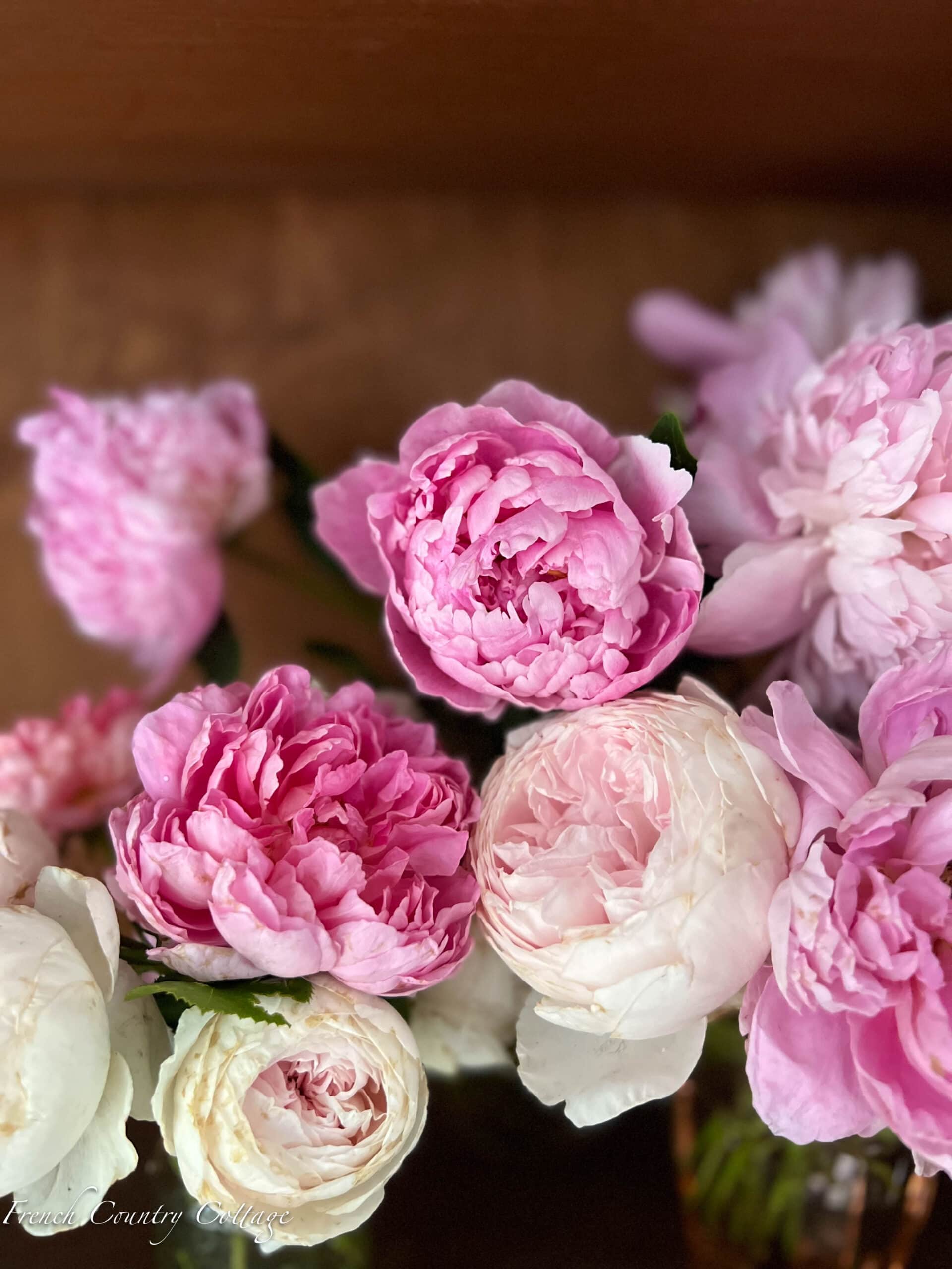 The flower language of roses – Country Gardener