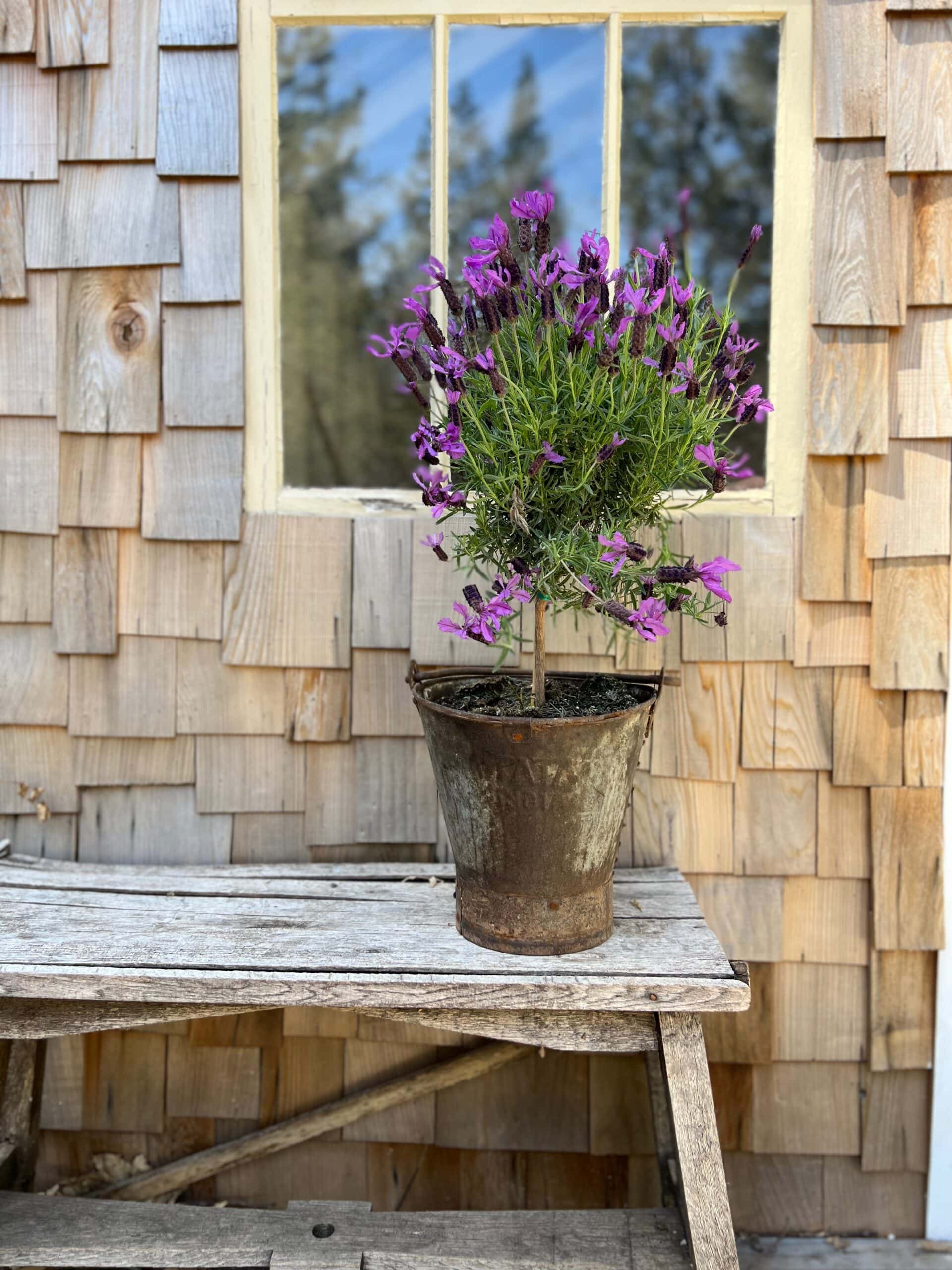 French Cottage Garden Lavender Topiaries French Country Cottage