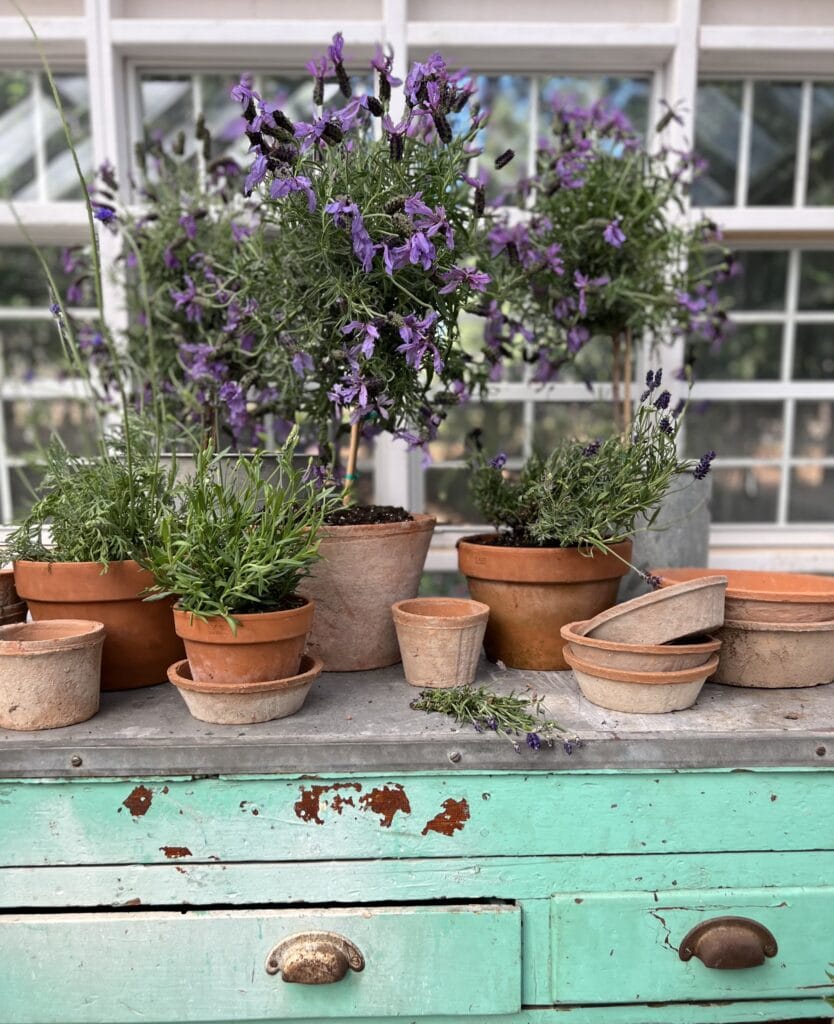 lavender in pots 
