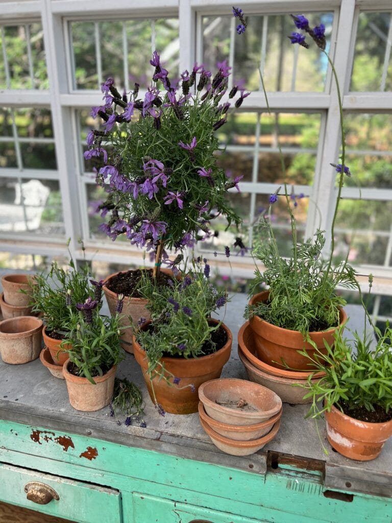 lavender on garden table 