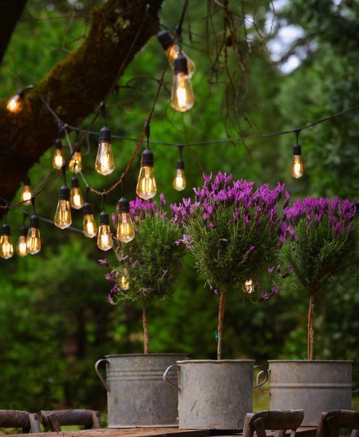 Lavender topiaries with string lights 