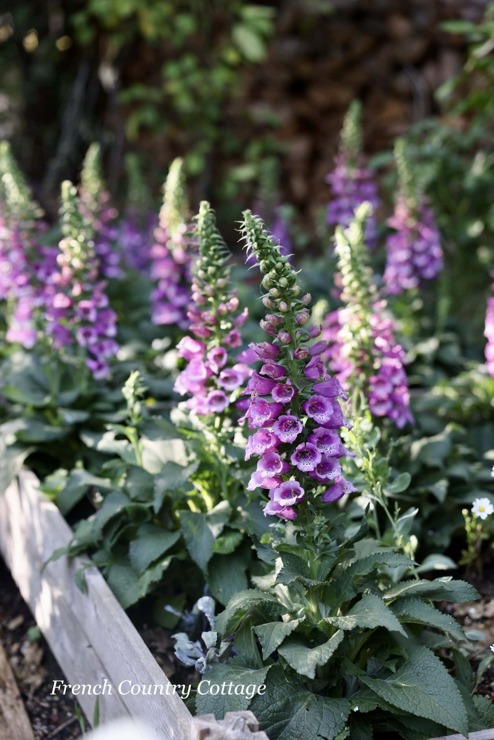 Cottage Garden: Beautiful Foxgloves in the Greenhouse Garden Boxes