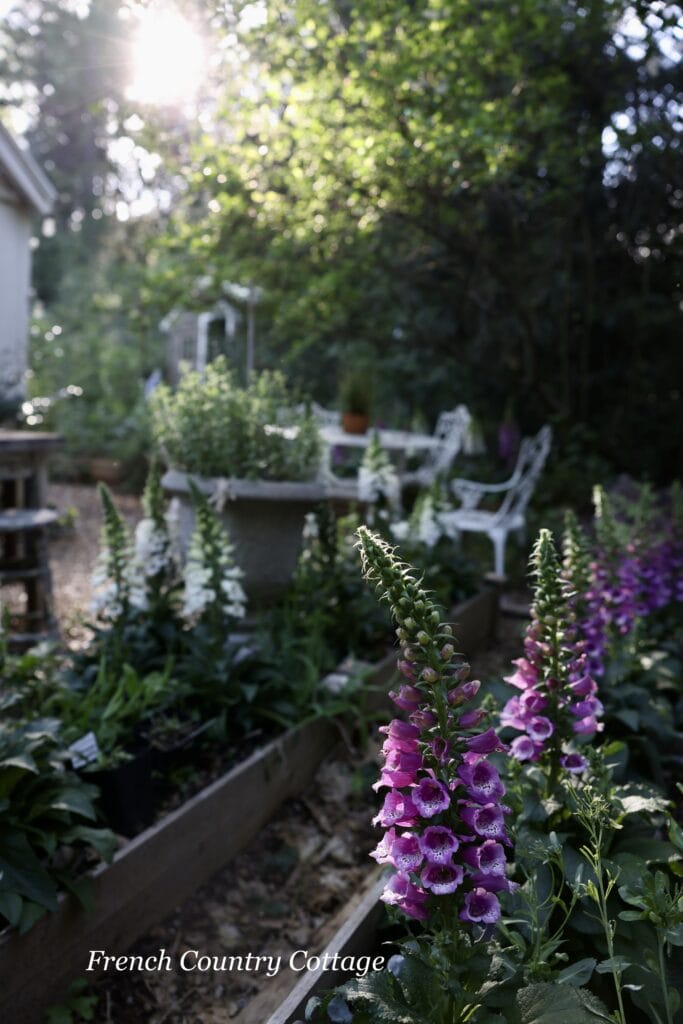 Cottage Garden: Beautiful Foxgloves in the Greenhouse Garden Boxes