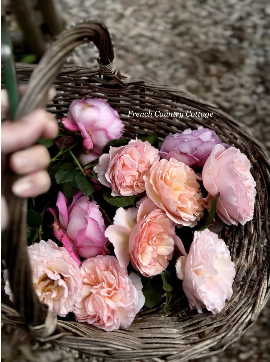 Owl Grove Roses Favorite Old Fashioned Garden Roses Blooming Now - French Country Cottage